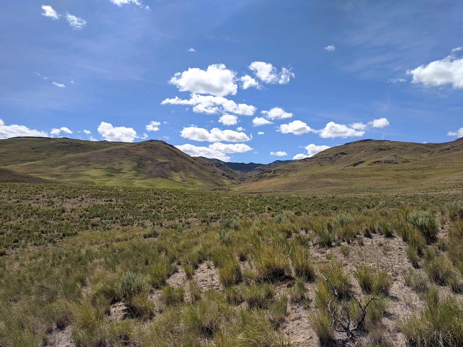 Seeded, burned area in Owyhee, ID.