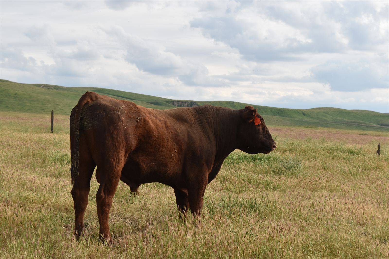 Annual grassland and cattle at Tejon Ranch, CA.