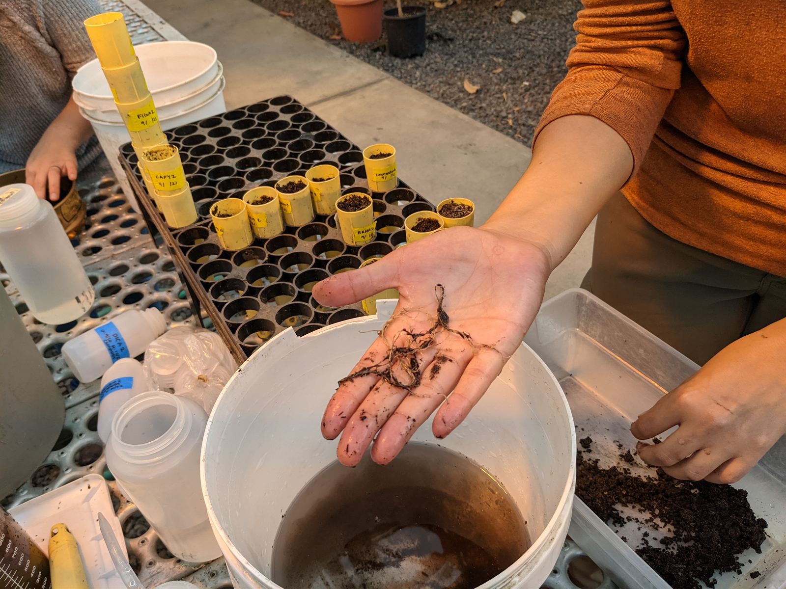 Root harvest at the UO Greenhouse Facility.