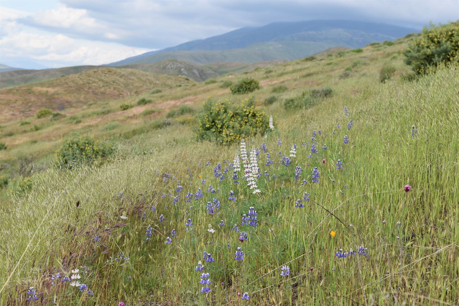 Native flora at Tejon Ranch, CA.